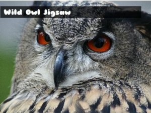 Wild Owl Jigsaw Puzzle